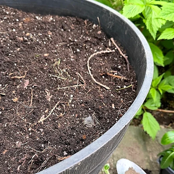 Woman Sees Dirt Moving In Her Flower Pot — Then Tiny Noses Appear
