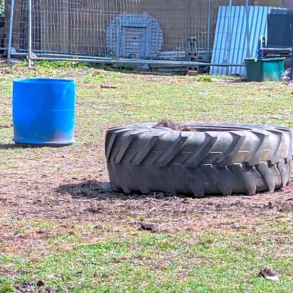 Rescuer Stares In Disbelief After Finding A Pony Stuck Inside A Tire