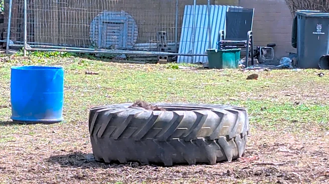 Rescuer Stares In Disbelief After Finding A Pony Stuck Inside A Tire