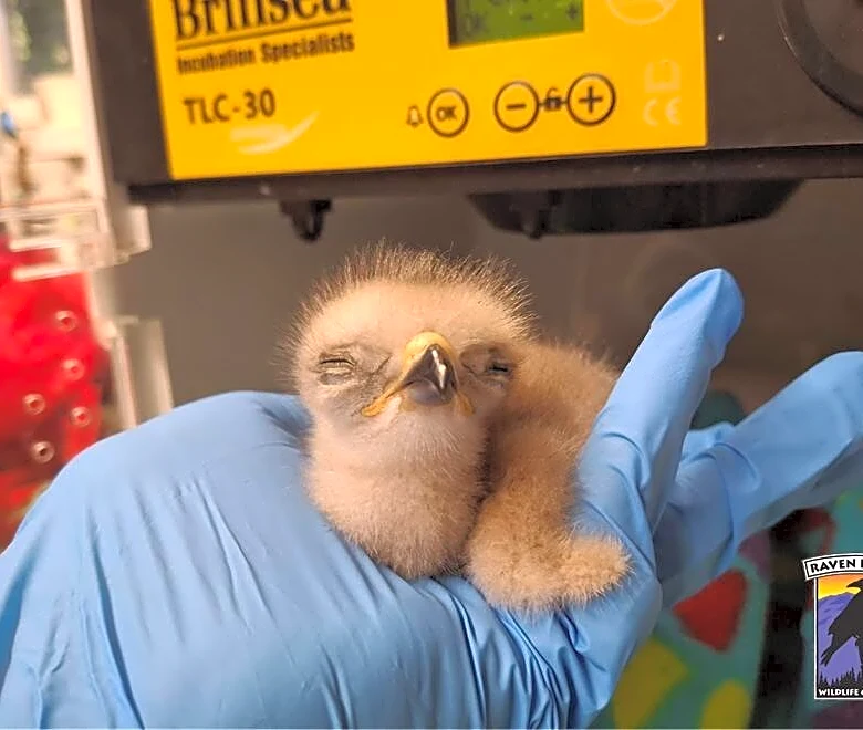 Rescuers Find Palm-Sized Baby Hawk On Ground — With A Rare Sign He’d Just Hatched
