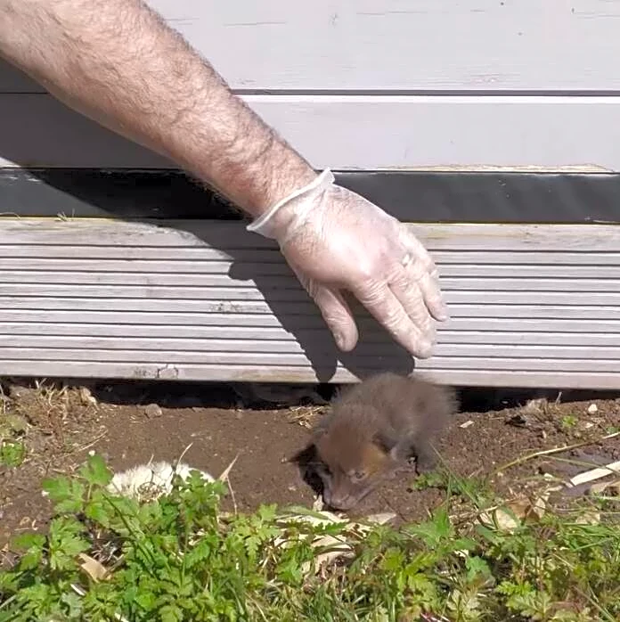 Rescuers Pull Two Tiny Babies From Under Shed — Then Discover What’s Hidden Beneath Them