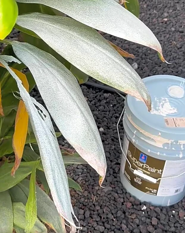 Man Sees An All-White Gecko Frozen In Place — And Realizes What’s Going On