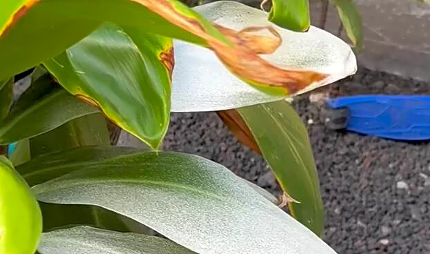 Man Sees An All-White Gecko Frozen In Place — And Realizes What’s Going On