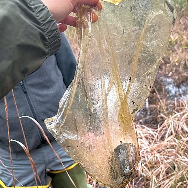 Scientist Picks Up An Old Balloon — And Finds A Tiny Life Struggling Inside