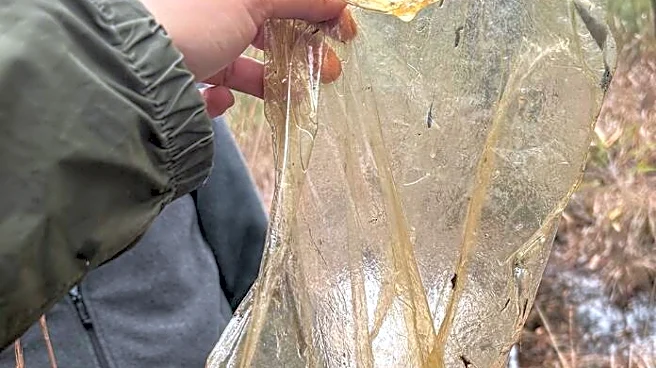 Scientist Picks Up An Old Balloon — And Finds A Tiny Life Struggling Inside