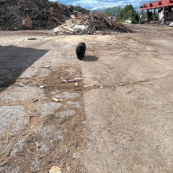 Rescuer Finds Pig Abandoned At Junkyard And Saves Her Life With A Bag Of Chips