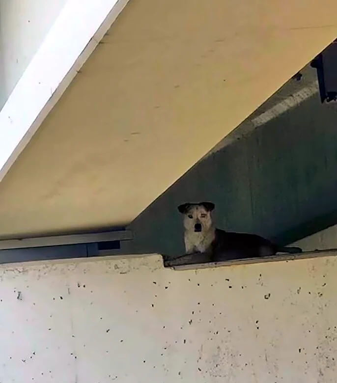 Stray Dog Trapped Under Bridge Waits As Firefighters Risk Everything To Save Her