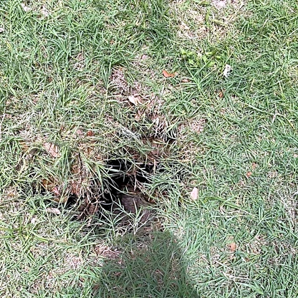 Firefighters Peer Into Tiny Hole And Find A 200-Pound Dog Trapped Underground
