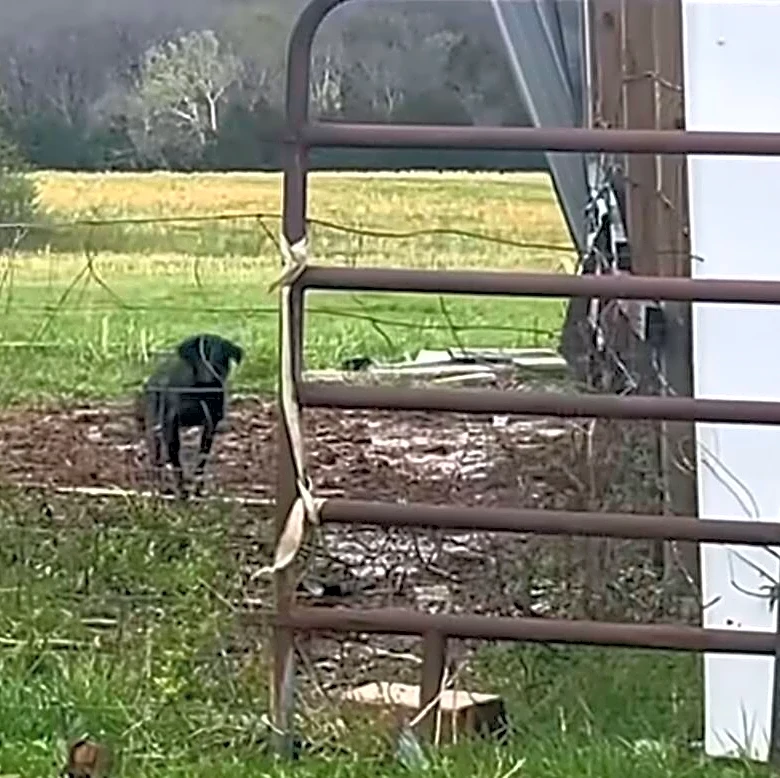 Farmer Spots Mysterious Dog Pacing Near Shed — And Realizes She’s Hiding Something