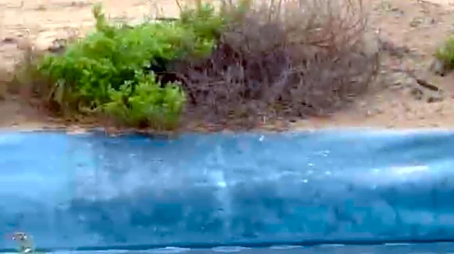 Rescuer Spots A Tiny Head Bobbing In Flooded Construction Site And Jumps In