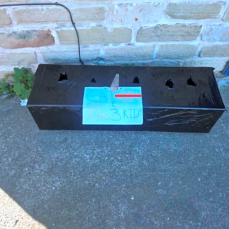 Duct-Taped Box Appears At Vet Office — And Staff Can't Believe What's Inside