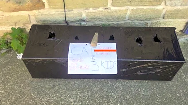 Duct-Taped Box Appears At Vet Office — And Staff Can't Believe What's Inside