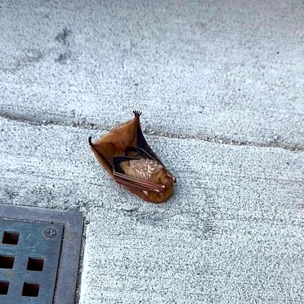 Woman Almost Steps On Brown 'Leaf' On Sidewalk — Then Realizes It's A Stunned Animal