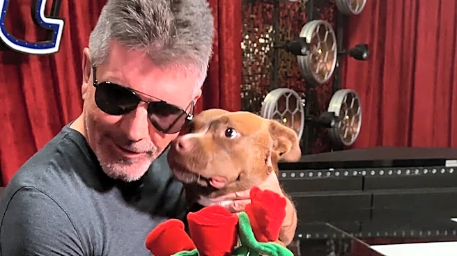 Simon Cowell Falls Hard For A Rescue Pittie On His Dodo Dream Date