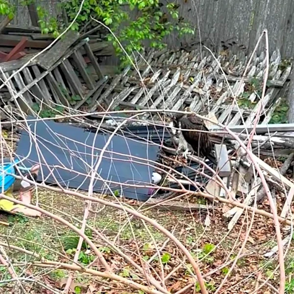 Movement In Woodpile Leads Rescuer To A Huge Bird In Need Of Help