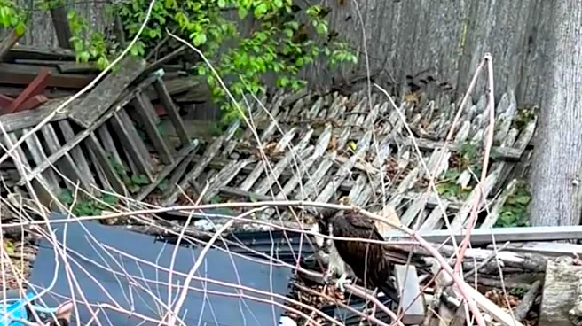 Movement In Woodpile Leads Rescuer To A Huge Bird In Need Of Help