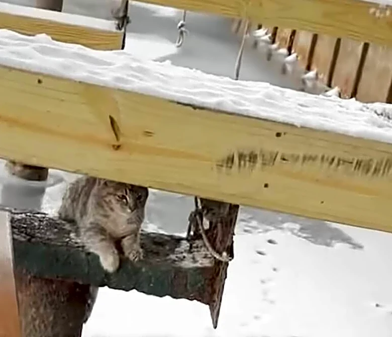 Boater Hears Cries Coming From Dock And Finds ‘Frozen’ Baby Stuck To Icy Beam