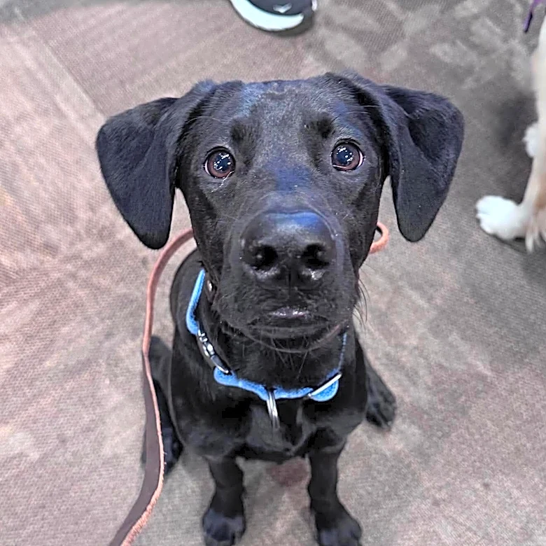 She Thought She Adopted A Labrador Puppy — A DNA Test Revealed His Rare Breed