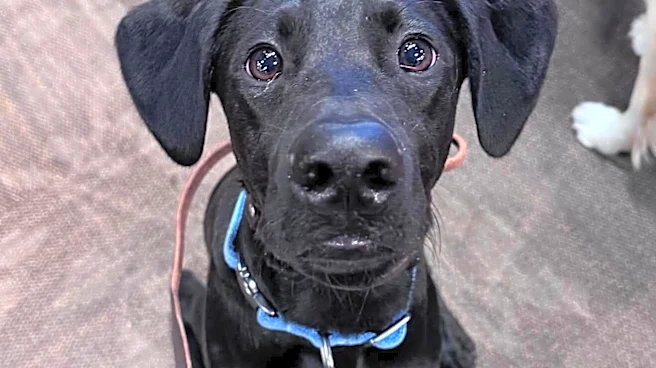 She Thought She Adopted A Labrador Puppy — A DNA Test Revealed His Rare Breed