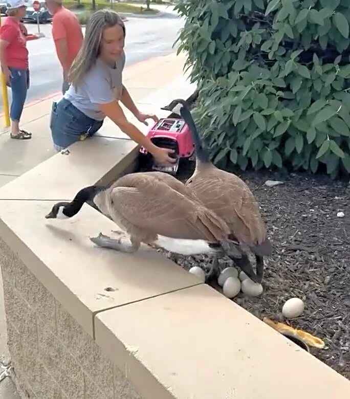 Goose Couple Mourns Their Unhatched Eggs — Until They Meet Two Adorable Orphans