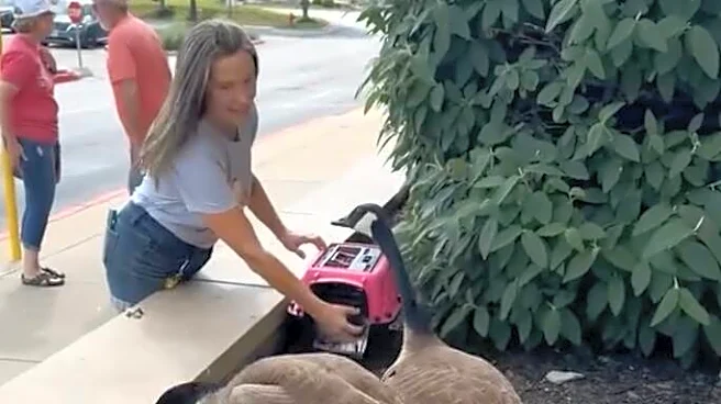 Goose Couple Mourns Their Unhatched Eggs — Until They Meet Two Adorable Orphans