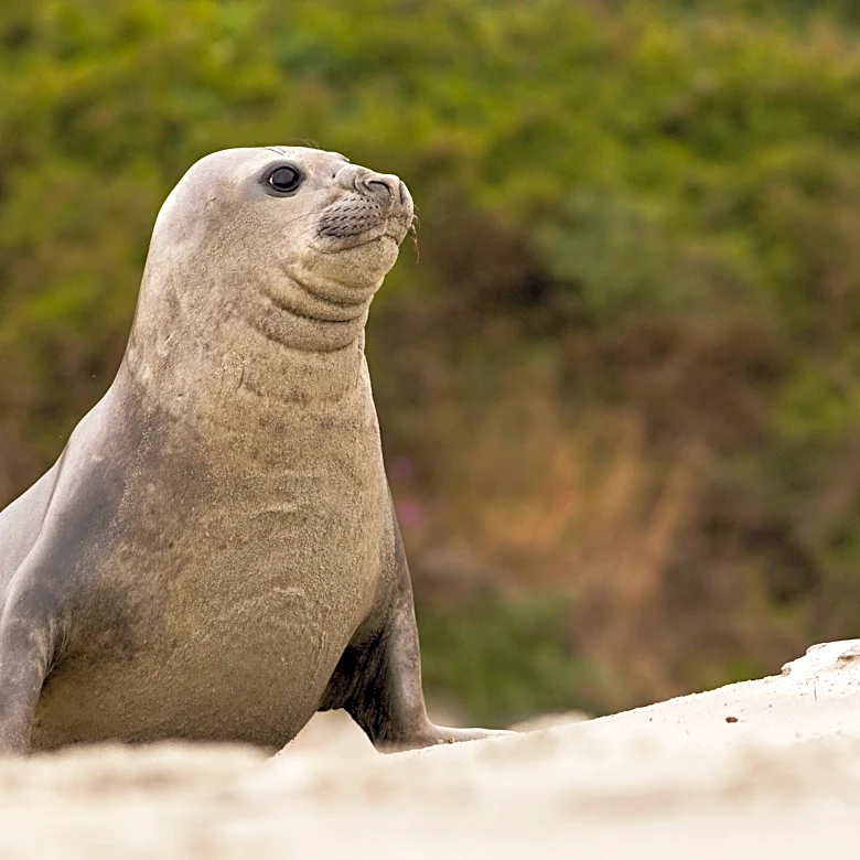 Beachgoers Watch In Disbelief As Massive Seal Ransacks Their Stuff