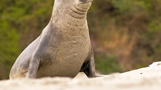 Beachgoers Watch In Disbelief As Massive Seal Ransacks Their Stuff