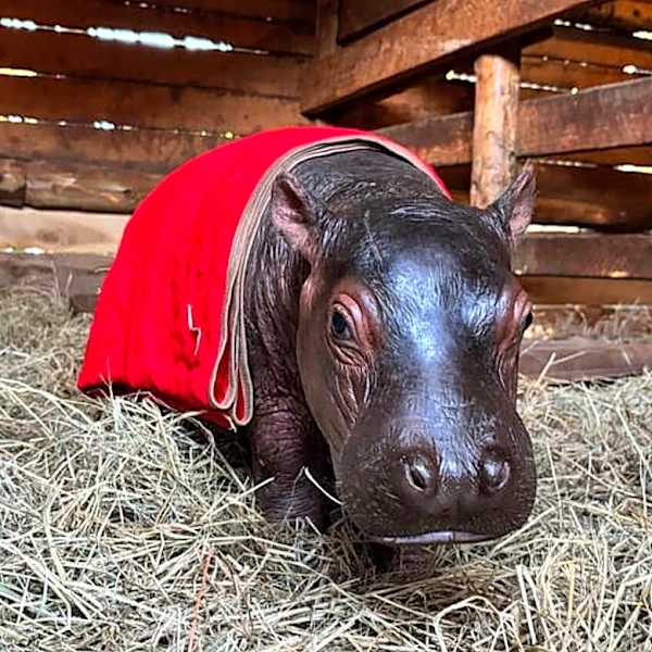 Hippo Couldn't Sleep Without Mom — So His Rescuer Moved His Bed To The Floor