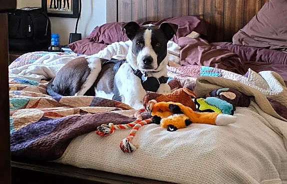 Missing Dog Spotted On Golf Course After A Year In The Wild — With A Pack Of Coyotes