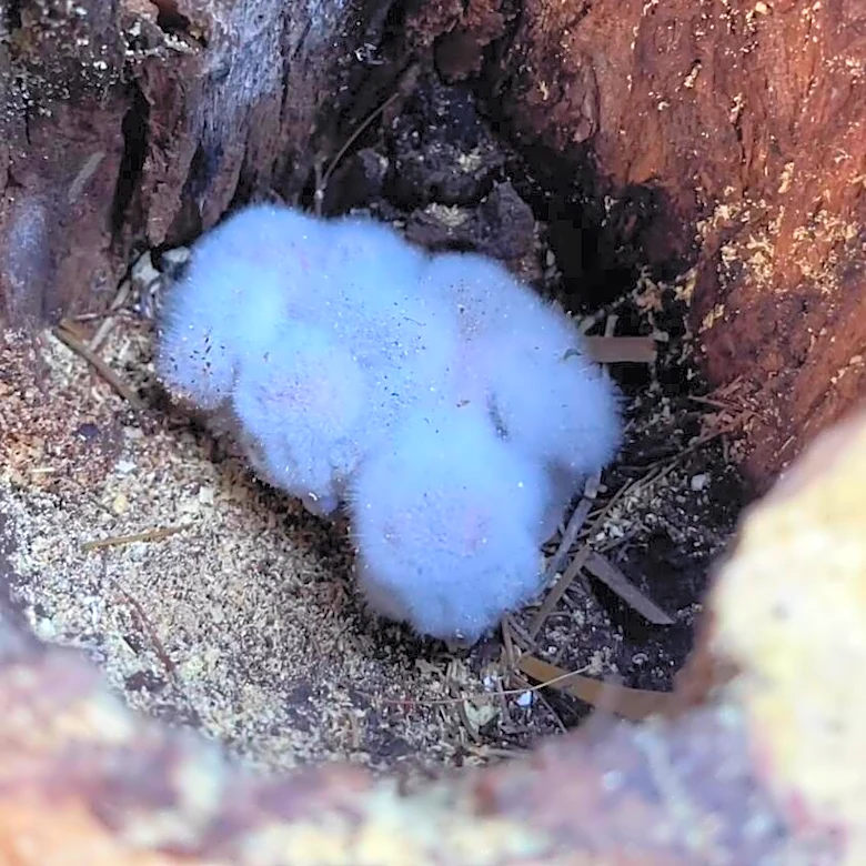 Workers Cut Down Dead Tree And Find A Pile Of Fuzzy Babies In The Stump