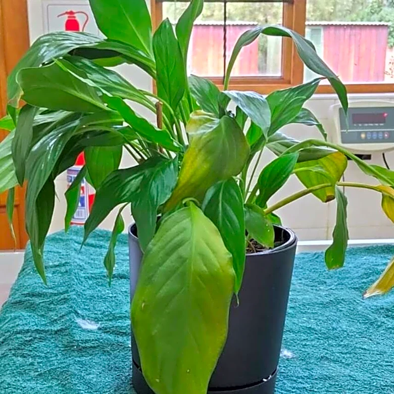 Vets Confused By Woman Holding A Plant — Then They See An Endangered Animal Inside