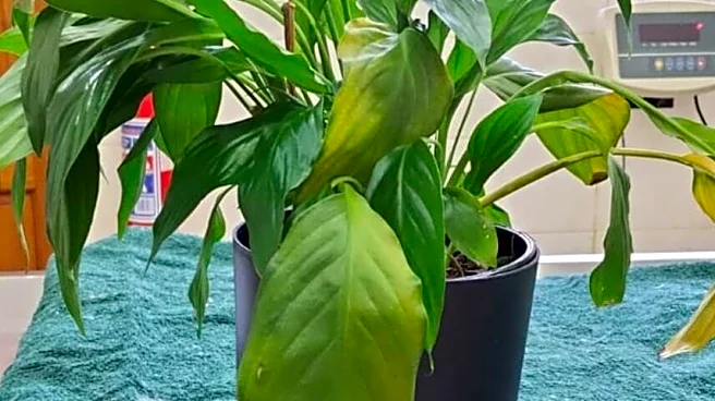 Vets Confused By Woman Holding A Plant — Then They See An Endangered Animal Inside