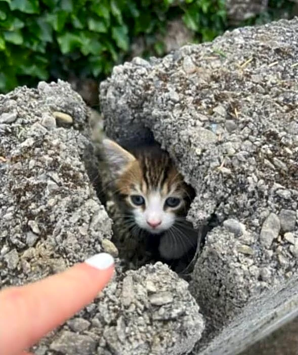 Rescuers Break Open Concrete Wall And Find A Little Family Huddled Inside