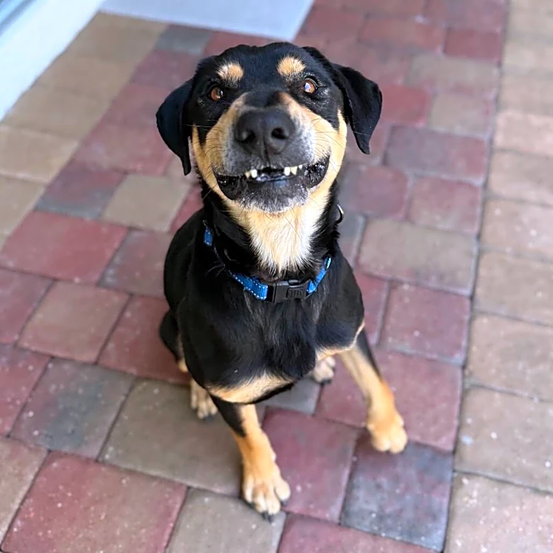 Shelter Dog Waits In A Cowboy Hat To Meet His New Family — But They Never Show