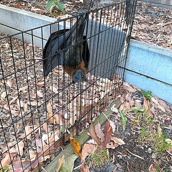 Dog Going 'Ballistic' In Backyard Leads Man To A Startling Discovery