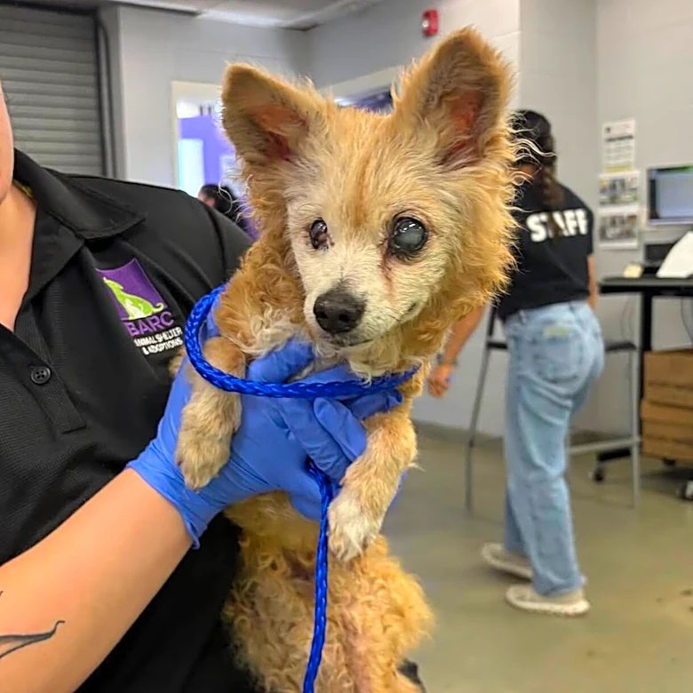 22-Year-Old Dog Was Returned To The Shelter After 15 Years With Her Family