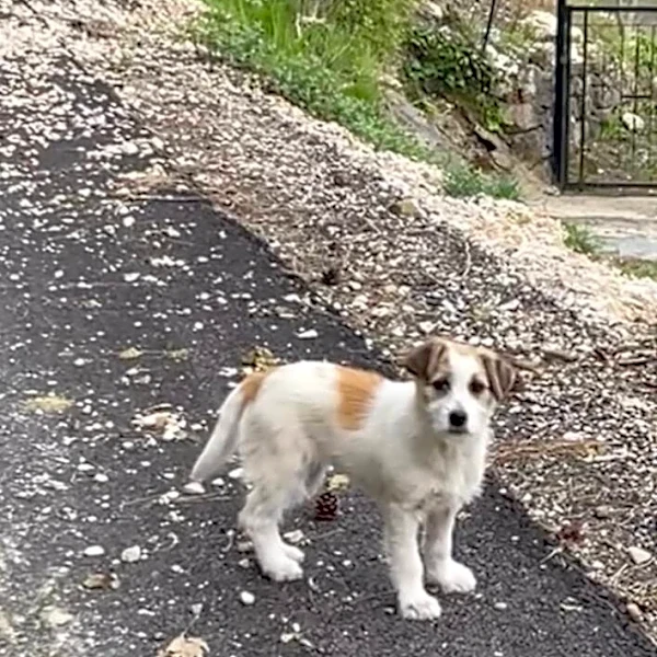 Stray Puppy Curls Up On Hiker's Hoodie And Demands To Go Home With Him