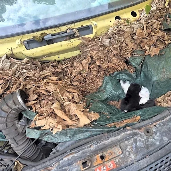 Man Pops Hood Of Vintage Car And Finds Four Babies Snuggled Among The Leaves