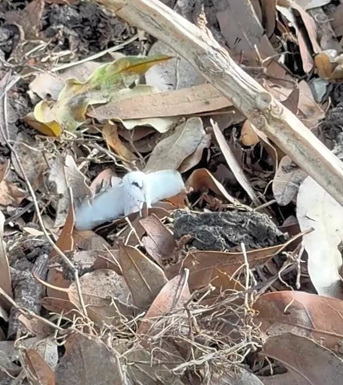 Woman Watering Yard Spots 2-Inch ‘Owl’ In Leaf Pile — Then Takes A Closer Look