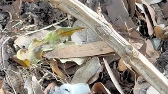 Woman Watering Yard Spots 2-Inch ‘Owl’ In Leaf Pile — Then Takes A Closer Look