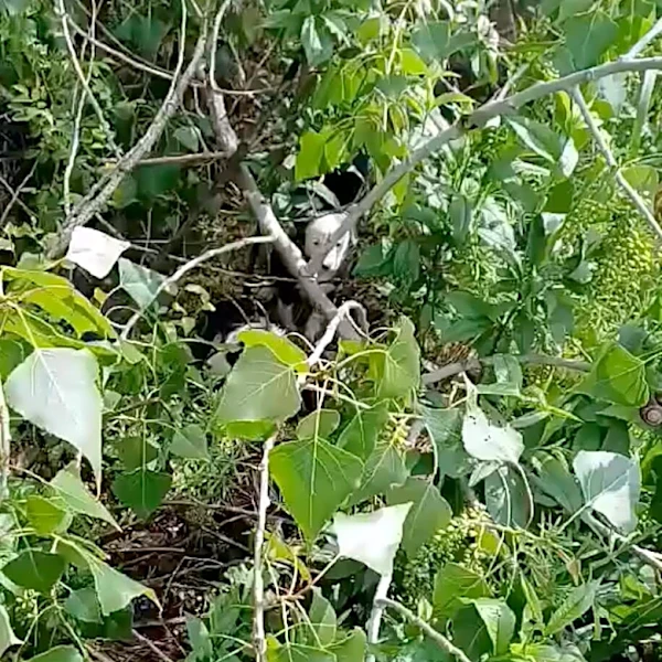 Woman Walking To Work Hears ‘Tiny Cries’ And Finds 5 Babies Alone In The Woods
