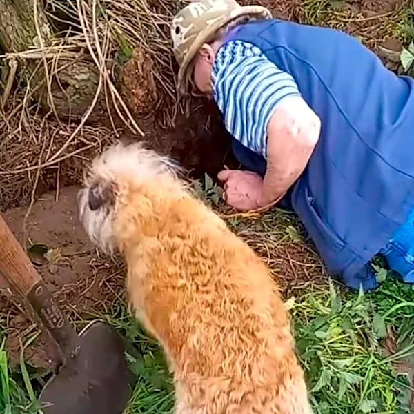 Dog Becomes 'Fixated' On Rabbit Hole — Then Finds Lost Sister Buried Alive Inside
