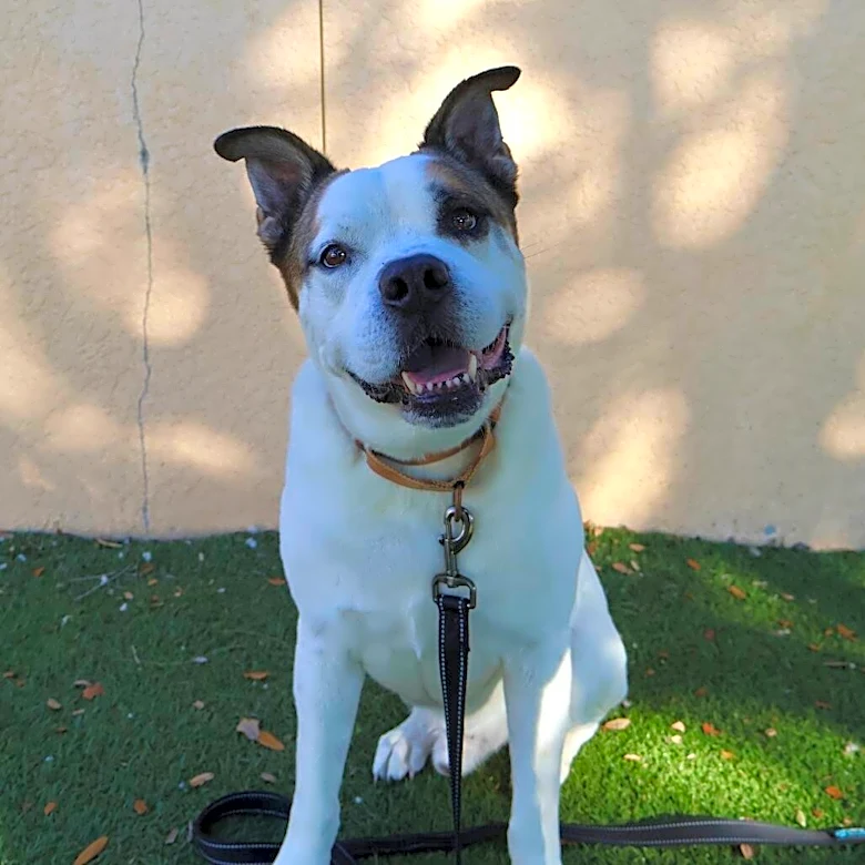 Everyone Loves Shelter's 'Helper Dog' — But He's Spent 1,000 Days Waiting For A Home