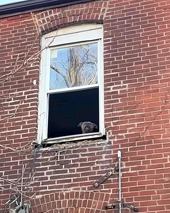 Woman Passing Abandoned House Sees Little Face In The Window Staring Back At Her
