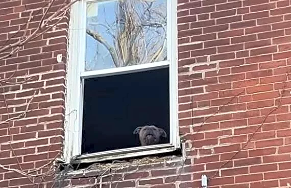Woman Passing Abandoned House Sees Little Face In The Window Staring Back At Her