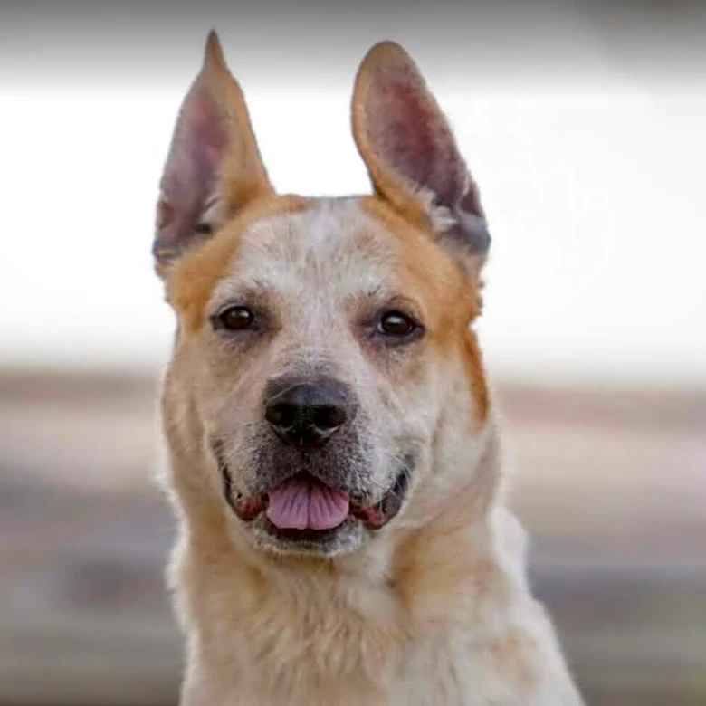 Volunteer Films What Shelter Dog Does When She's Alone — And It's Heartbreaking