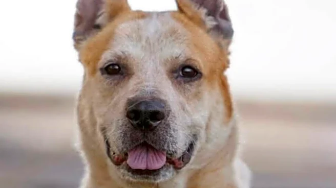 Volunteer Films What Shelter Dog Does When She's Alone — And It's Heartbreaking