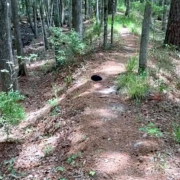 Guy Sees A 'Black Void' In Middle Of Hiking Trail — And Saves An Injured Wild Baby