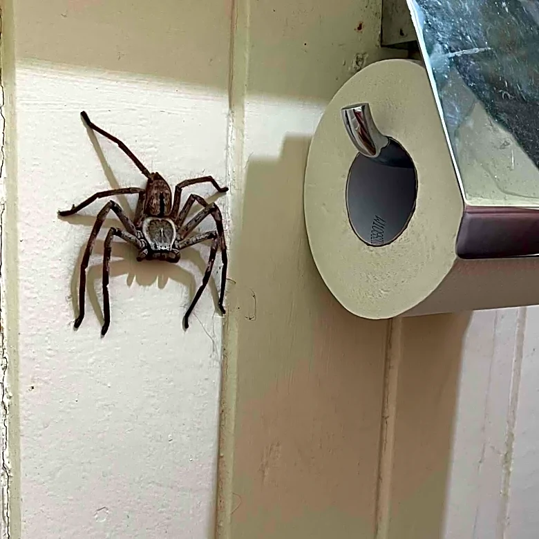 Man Walks Into Bathroom And Finds Spider As Big As A Toilet Paper Roll