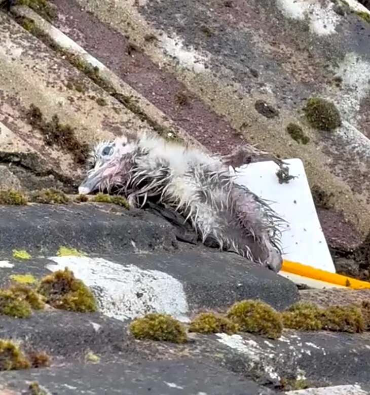 Rescuers Find Soaked Baby Bird Struggling On Rooftop — And Watch Him Turn Fluffy